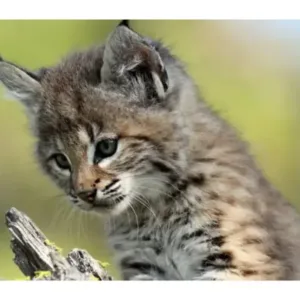 canadian lynx cat online