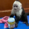 buy capuchin monkey