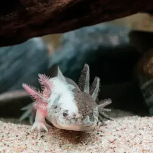 buy chimera axolotl