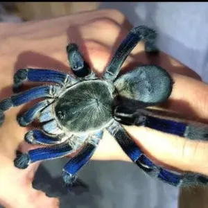 buy cobalt blue tarantula