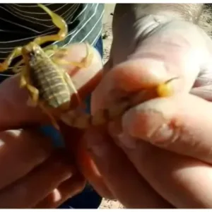 common yellow scorpions pet