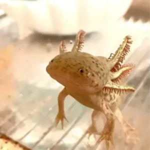 buy copper axolotl