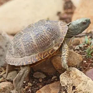 buy desert box turtle