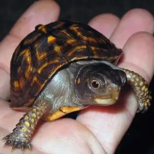 buy eastern box turtle