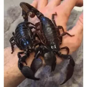 buy emperor scorpions