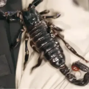 emperors scorpion pet