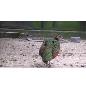 female_Congo_peafowl_for_sale