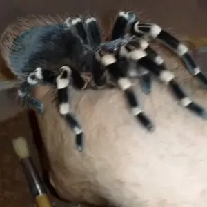 buy brazilian white knee tarantula