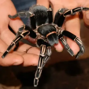 buy costa rican zebra tarantula