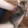 buy savannah cat