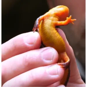 for_sale_California_newt