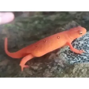 for_sale_Eastern_newt