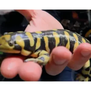 for_sale_tiger_salamander