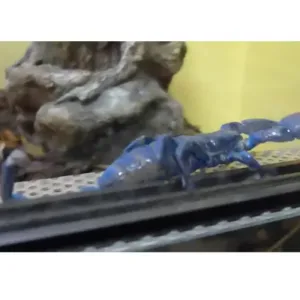 giant blue scorpion pet
