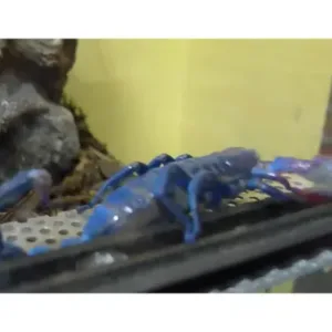 buy giant blue scorpion