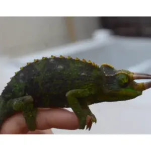 buy online jackson chameleon pet