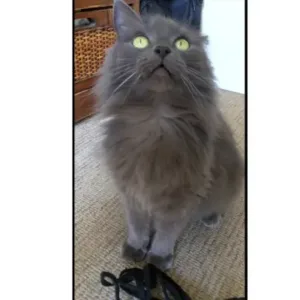 nebelung cat for sale online