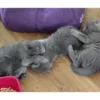 buy nebelung cats