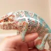 buy nosy faly panther chameleon