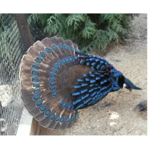 buy palawan peacock pheasant