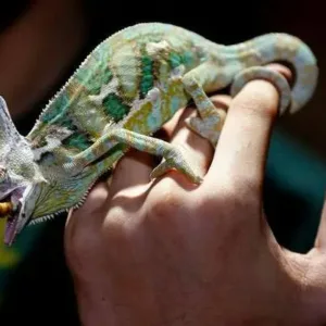 buy piebald veiled chameleon