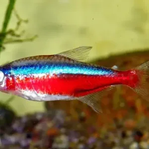 buy tetra Cardinalfish