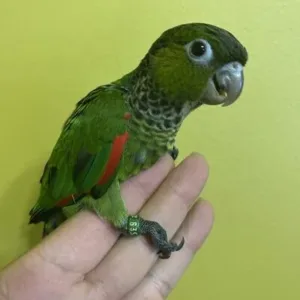buy Black Capped Conure