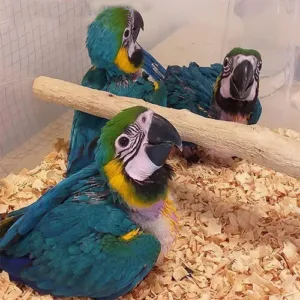 buy Blue and Gold macaw parrot