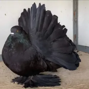 Fantail_pigeon_for_sale