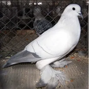 Ice_pigeon_for_sale_female