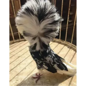 Jacobin_pigeon_for_sale