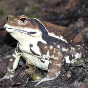 Japanese_common_toad_for_sale