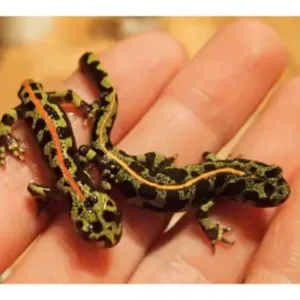 Marbled_newt_for_sale