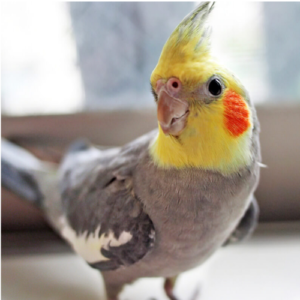 cockatiel parrot