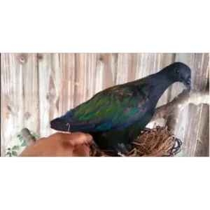 Nicobar_pigeon_for_sale