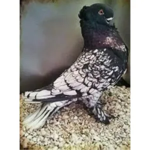 Oriental_frill_pigeon_for_sale