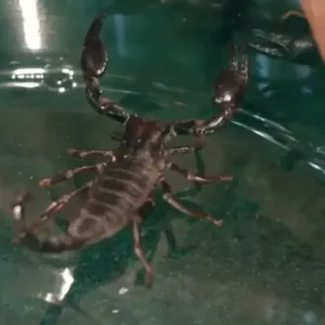 Red claw scorpions pet