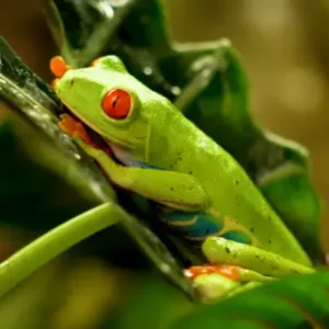 Red_eyed_tree_frog_for_sale