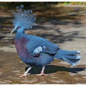 buy Victoria crowned pigeon