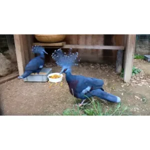 Victoria_crowned_pigeon_for_sale_in_usa