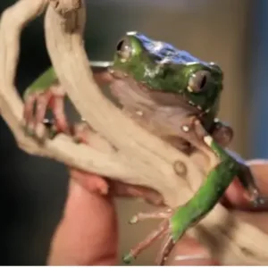 Waxy_monkey_tree_frogs_for_sale