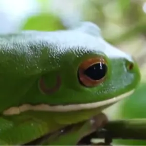 White_lipped_tree_frogs_for_sale