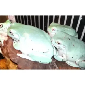 White_tree_frogs_for_sale