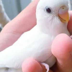 buy albino parakeet online