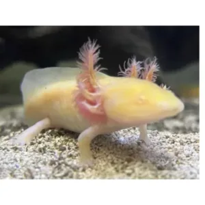 albino axolotl for sale