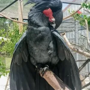 buy black palm cockatoo