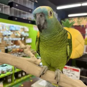 buy blue fronted amazon parrot