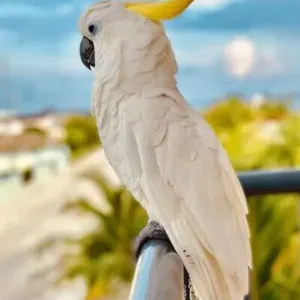 cockatoo parrot