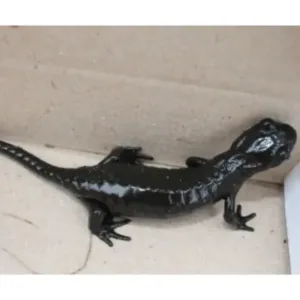 for_sale_Black_salamander