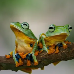 frogs